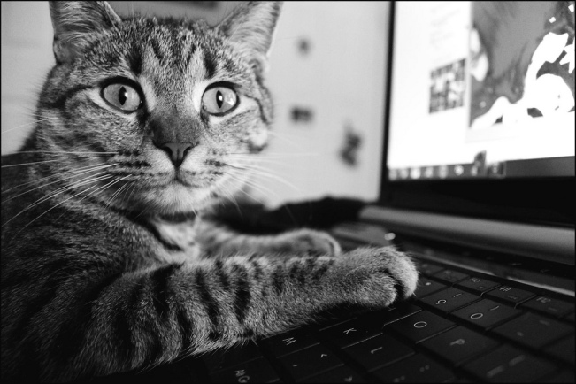 cat-typing-laptop