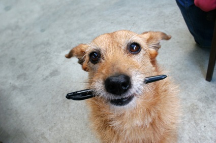 dog-pen
