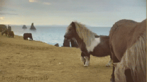 pony loopt kalmpjes over de wei